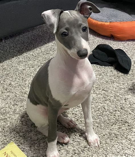 italian greyhound florida